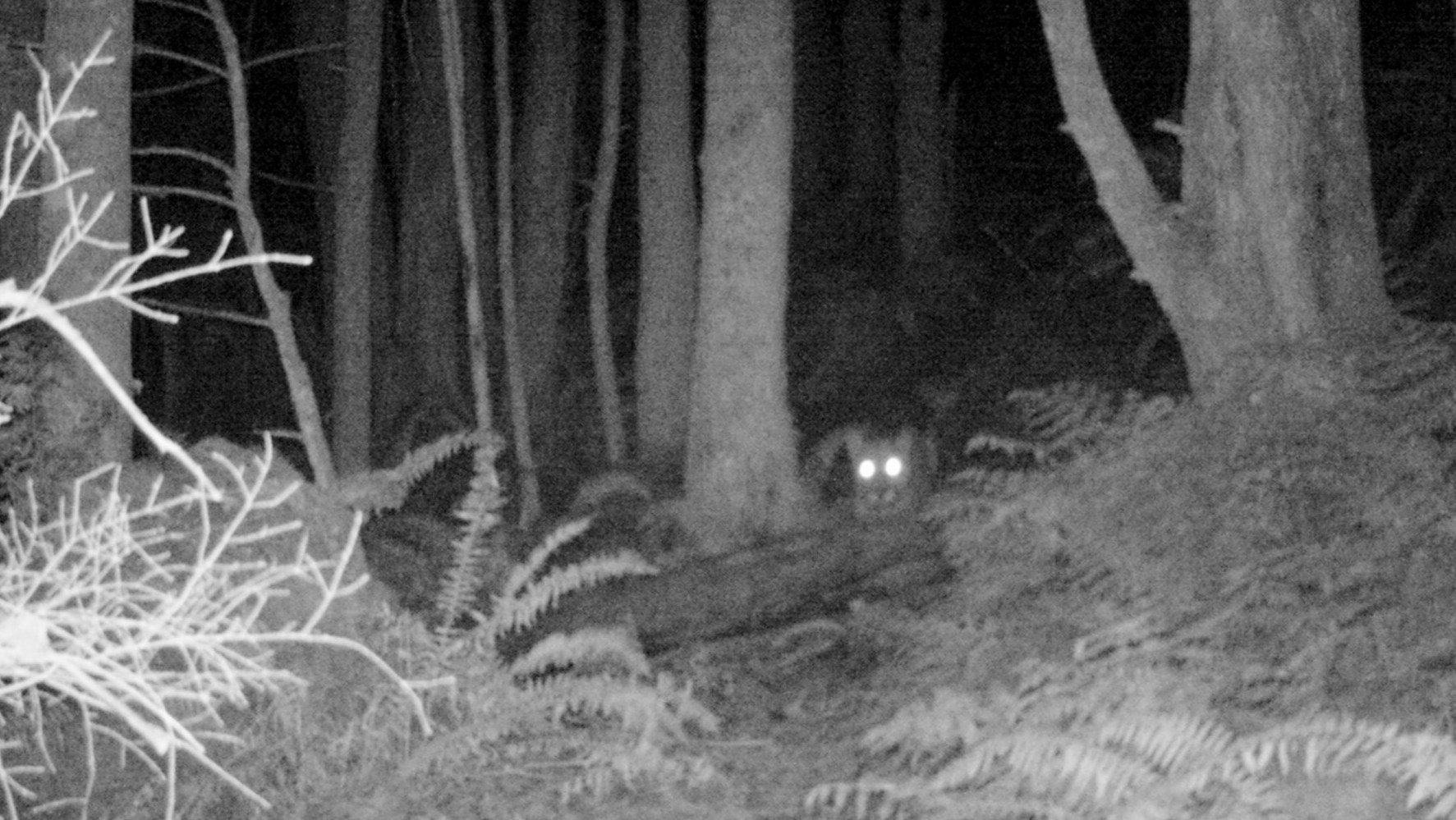 EK000028 001 Why Animals Eyes Glow at Night & Stalked by a Cougar Story