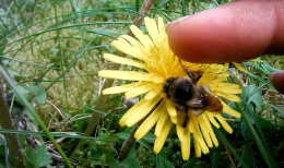 Have you ever High-fived a Bumblebee?