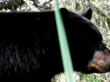 Here’s What to do When a Bear Nearly Steps on You
