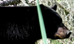 Here’s What to do When a Bear Nearly Steps on You