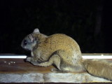 Petting a Flying Squirrel