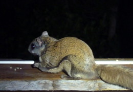 Petting a Flying Squirrel