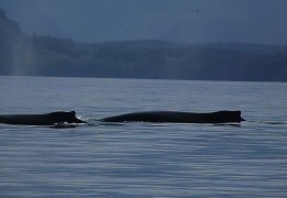 How To ID a Humpback Whale