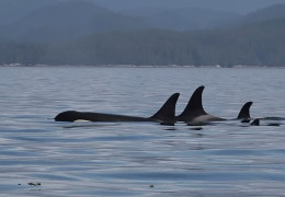 Orca Whales:  The Art of Manifestation  Part 1