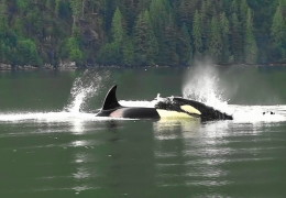 Killer Whales Hunting Dolphins