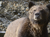 The Do’s and Don’ts of Stalking Grizzly Bears