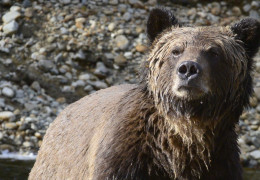 The Do’s and Don’ts of Stalking Grizzly Bears