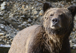 The Do’s and Don’ts of Stalking Grizzly Bears