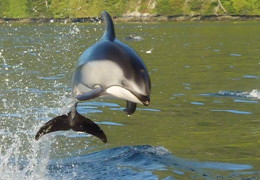 Rescued by Dolphins