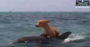 dolphin rescue