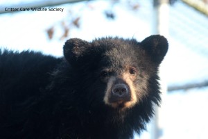 bear cub 2