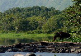 Wild Horses of Hawaii