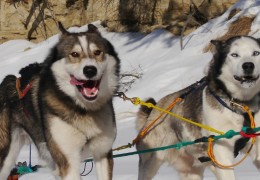 Dog Sledding in the Yukon – Part 1