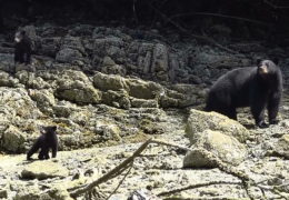 Baby Bears Learning to Forage