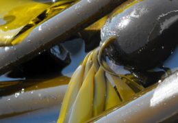 The Wonderful World of Kelp