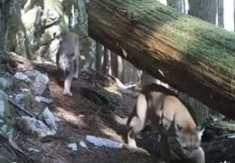 Mountain Lion Found her Mate