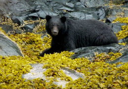 How Not to Sneak up on a Bear