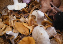 Identifying & Harvesting Wild Edible Mushrooms