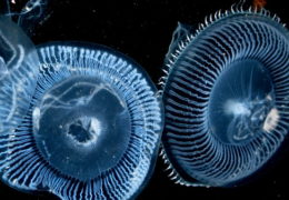 The Jellyfish Invasion – The Ultimate Survivor