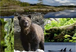 Your Surprise Quest to the Great Bear Rainforest