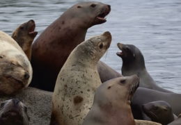 Lost California Sea Lion