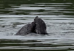 Seals Fighting or Mating?