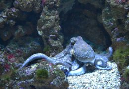 An Octopus is as Smart as a 3-year old