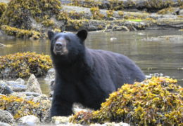 A Bear’s Incredible Sense of Smell